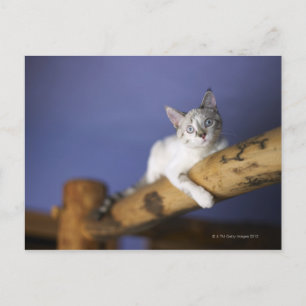 Cartão Postal EUA, Iowa, retrato de gatinho jovem