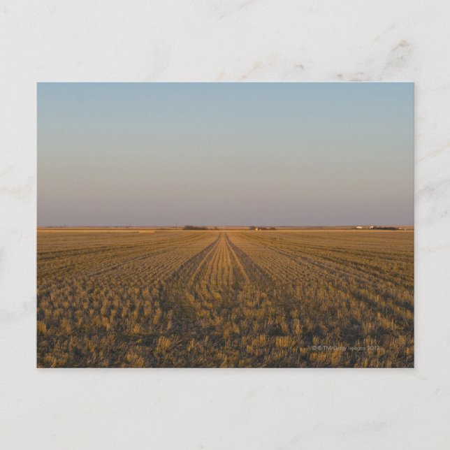 Cartão Postal EUA, Kansas, campo (Frente)