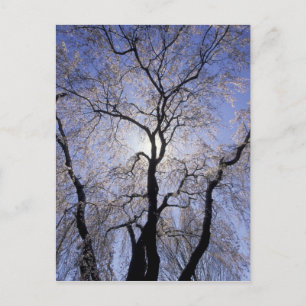 Cartão Postal EUA, Kentucky, Lexington. Árvore com iluminação tr