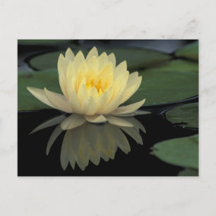 Cartão Postal EUA, Kentucky, Louisville Doméstico Water Lily,