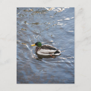 Cartão Postal EUA, Maine, Camden, Mallard Duck no lago