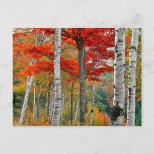 Cartão Postal EUA, Maine, Wyman Lake. Floresta De Nascimento