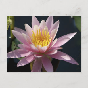 Cartão Postal EUA, Massachusetts, Excelente Barrington, lírio pa