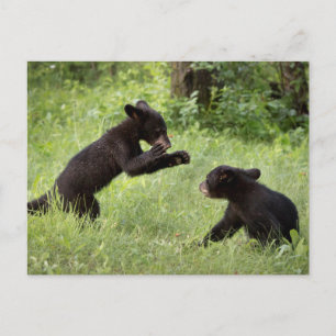 Cartão Postal EUA, Minnesota, arenito, animais selvagens 22 de