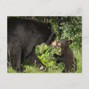 Cartão Postal EUA, Minnesota, Sandstone, Minnesota Wildlife 13