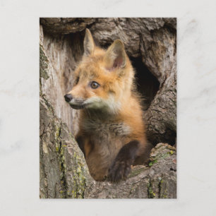 Cartão Postal EUA, Minnesota, Sandstone, Minnesota Wildlife 14