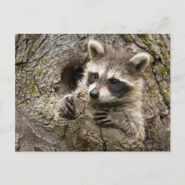 Cartão Postal EUA, Minnesota, Sandstone, Minnesota Wildlife 16 (Frente)