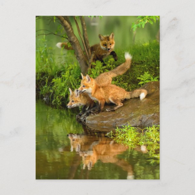 Cartão Postal EUA, Minnesota, Sandstone, Minnesota Willife (Frente)