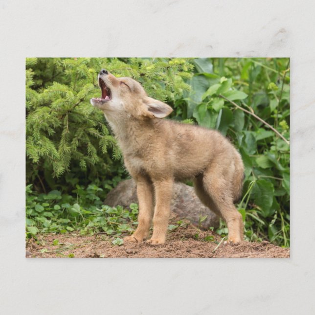 Cartão Postal EUA, Minnesota, Sandstone, Minnesota Willife 2 (Frente)