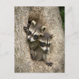 Cartão Postal EUA, Minnesota, Sandstone, Minnesota Willife 7