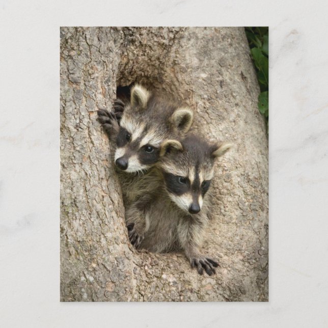 Cartão Postal EUA, Minnesota, Sandstone, Minnesota Willife 7 (Frente)