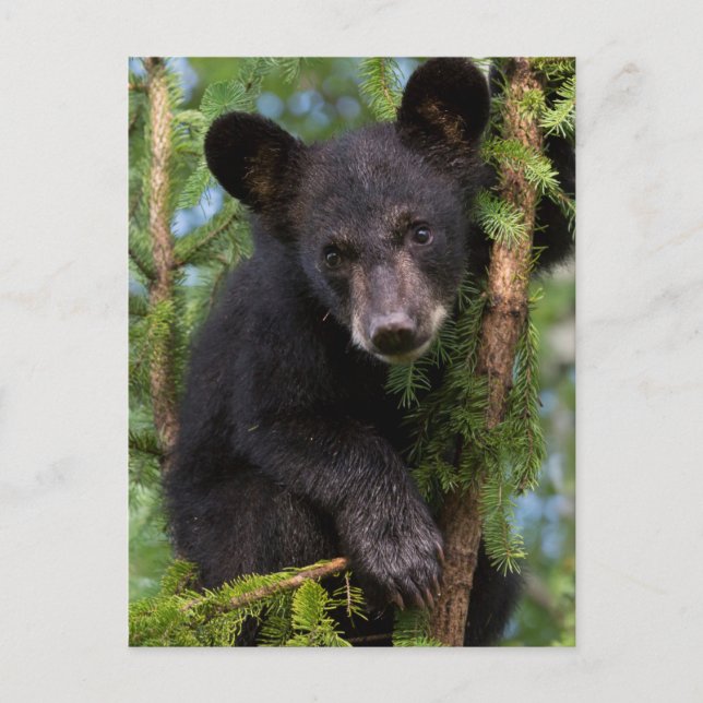 Cartão Postal EUA, Minnesota, Sandstone, Minnesota Willife 8 (Frente)