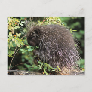 Cartão Postal EUA, Montana, Kalispell. Porco-espinho e frutos de