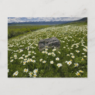 Cartão Postal EUA, Montana, Wild Daisy florescendo em campo por