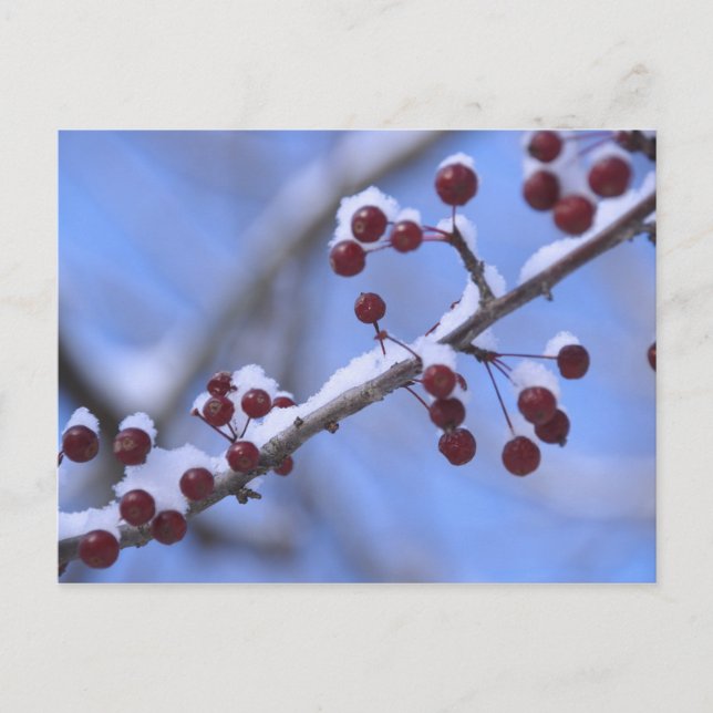 Cartão Postal EUA, Nova Inglaterra, Massachusetts, Reading, 3 (Frente)