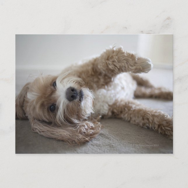 Cartão Postal EUA, Nova Iorque, Nova Iorque, Brooklyn, Cockapoo (Frente)