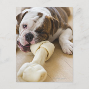 Cartão Postal EUA, Nova Jersey, cidade de Jersey, cachorrinho 2