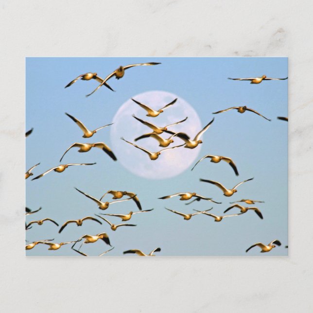 Cartão Postal EUA, Novo México, Bosque del Apache (Frente)