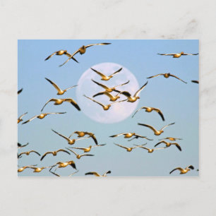 Cartão Postal EUA, Novo México, Bosque del Apache Nacional 5