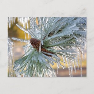 Cartão Postal EUA, Oregon, Bend. As agulhas de pinheiro Ponderos