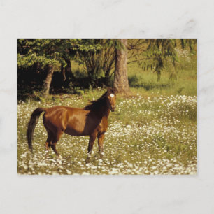 Cartão Postal EUA, Oregon. Cavalo em campo de margaridas