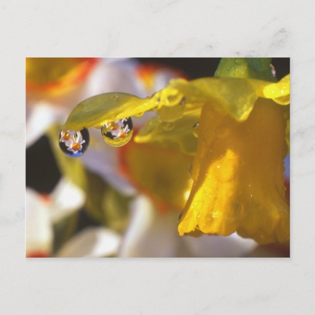 Cartão Postal EUA, Oregon, Condado de Multnomah, Fechamento de (Frente)