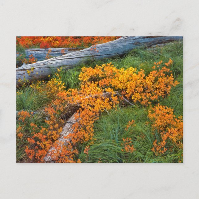 Cartão Postal EUA, Oregon, Floresta Nacional de Willamette (Frente)