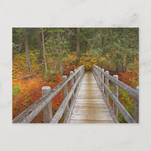 Cartão Postal EUA, Oregon, Floresta Nacional Willamette.