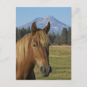 Cartão Postal EUA, Oregon, Irmãs, vista das Três Irmãs,