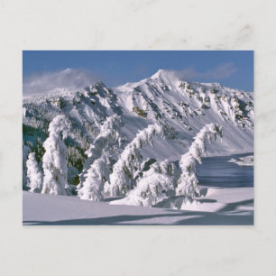 Cartão Postal EUA, Oregon, Parque Nacional Crater Lake. Árvores