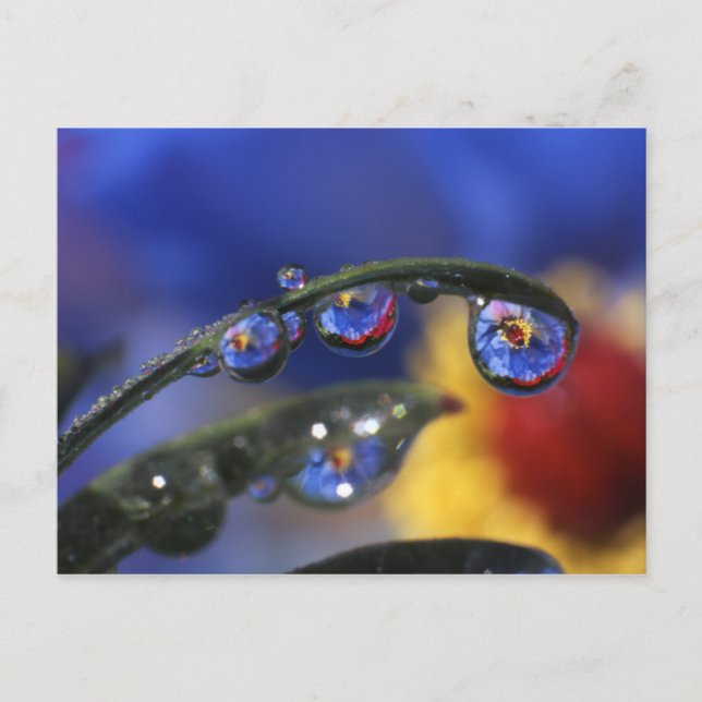 Cartão Postal EUA, Oregon, Portland, Close-up de ladybird (Frente)