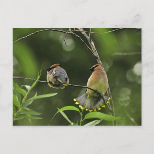 Cartão Postal EUA, Oregon, Portland. Erva de cedro