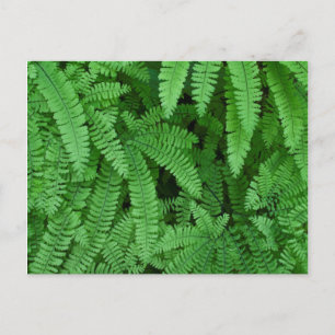 Cartão Postal EUA, Oregon, Silverton. Maidenhair Ferns