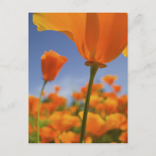 Cartão Postal EUA, Oregon, Willamette Valley, Close UP of