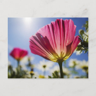 Cartão Postal EUA, Oregon, Willamette Valley, Close UP of