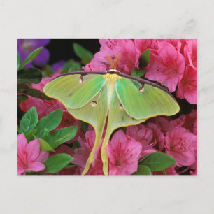 Cartão Postal EUA, Pensilvânia. Luna moth em clematis rosa
