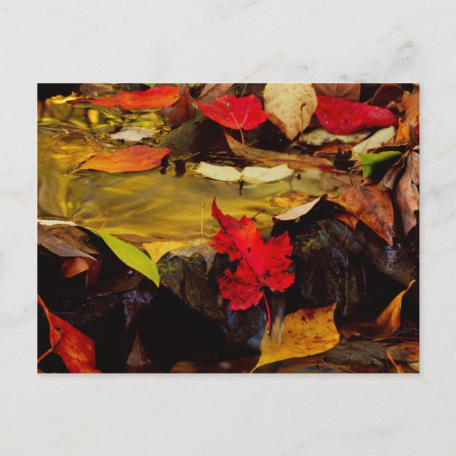 Cartão Postal EUA, Pensilvânia, Pocono Mountain 1 (Frente)