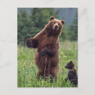 Cartão Postal EUA, sudeste do Alasca, Urso Pardo e filhote
