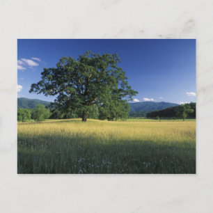 Cartão Postal EUA, Tennessee. Grandes Montanhas Smokey 3