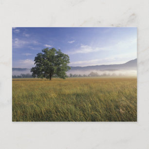 Cartão Postal EUA, Tennessee. Montagens do Smokey do excelente