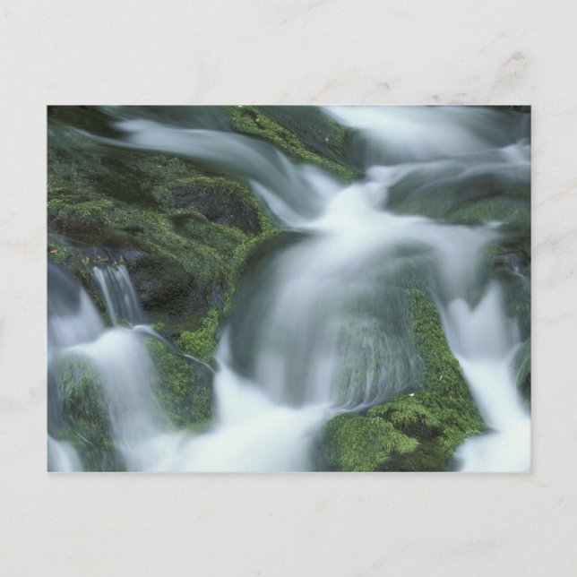 Cartão Postal EUA, Tennessee, Montanhas Enfumaçados Excelentes N (Frente)