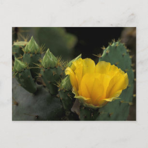 Cartão Postal EUA, Texas, Cacto de Pera Espinhosa em flor.