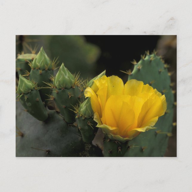 Cartão Postal EUA, Texas, Cacto de Pera Espinhosa em flor. (Frente)