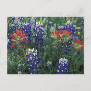 Cartão Postal EUA, Texas Hill Country. Bluebonnets e