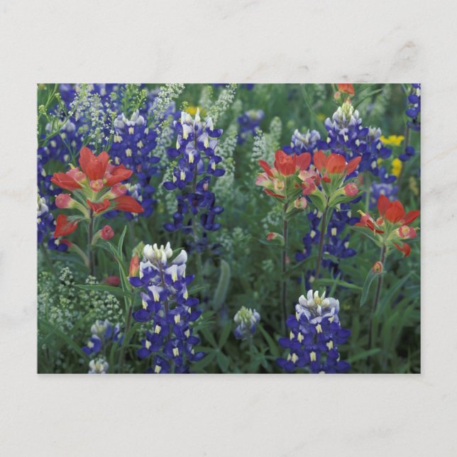 Cartão Postal EUA, Texas Hill Country. Bluebonnets e (Frente)