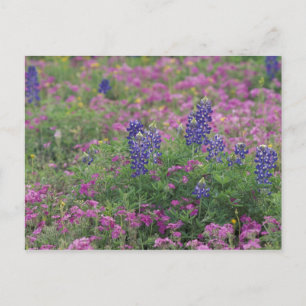 Cartão Postal EUA, Texas Hill Country. Bluebonnets entre phlox