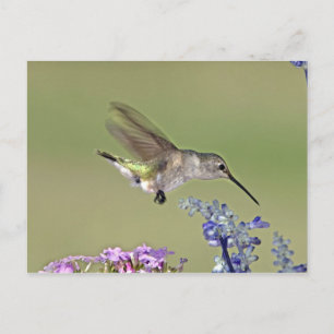 Cartão Postal EUA, Texas, Hill Country. Negros fêmeas