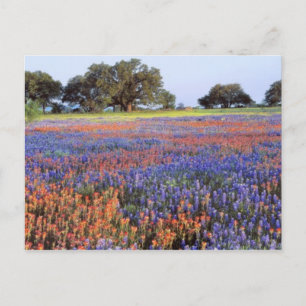 Cartão Postal EUA, Texas, Llano. Bluebonnets e redbonnets