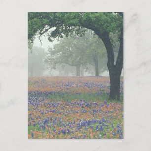 Cartão Postal EUA, Texas. Pincel de Texas e bluebonnets