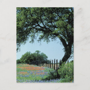 Cartão Postal EUA, Texas, Texas Hill Country Paintbrush e